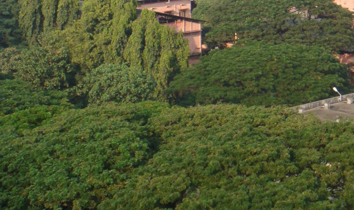 Arial view of trees