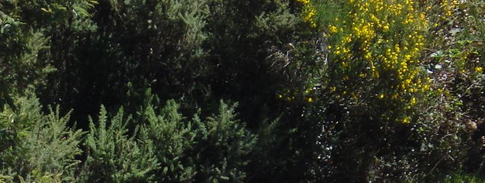 Bloom in the wilderness