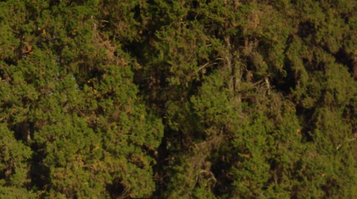 Bush in the woods