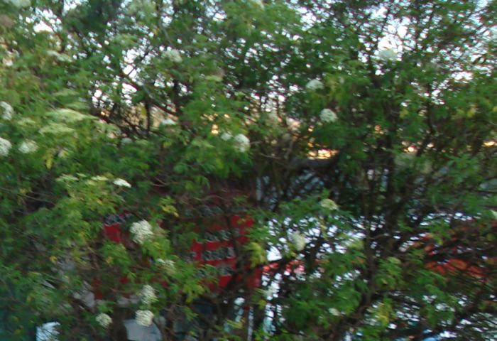 Bush with flowers