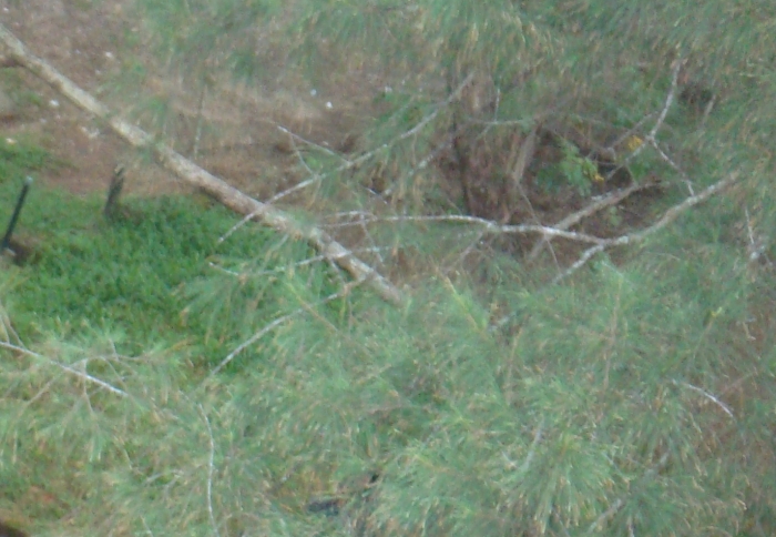 Casuarina leaves and twigs