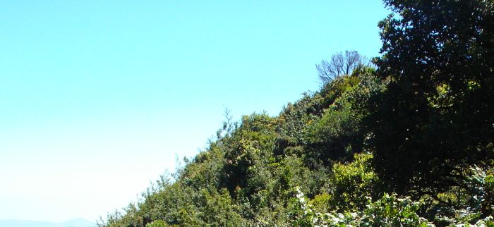 Clear sky and a bush