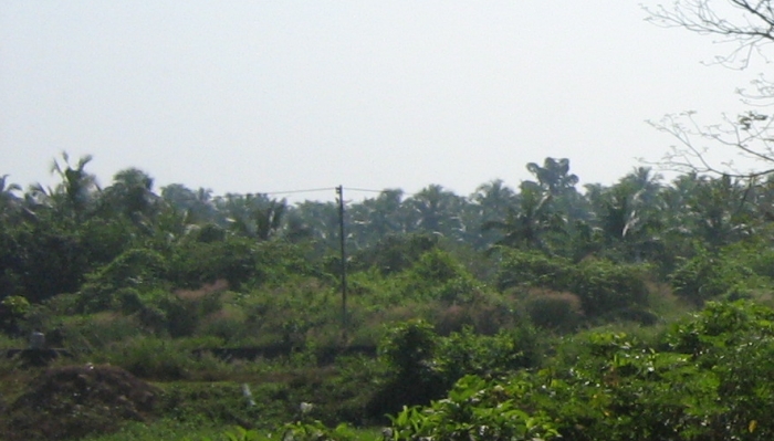 Coconut trees and wild shrubs