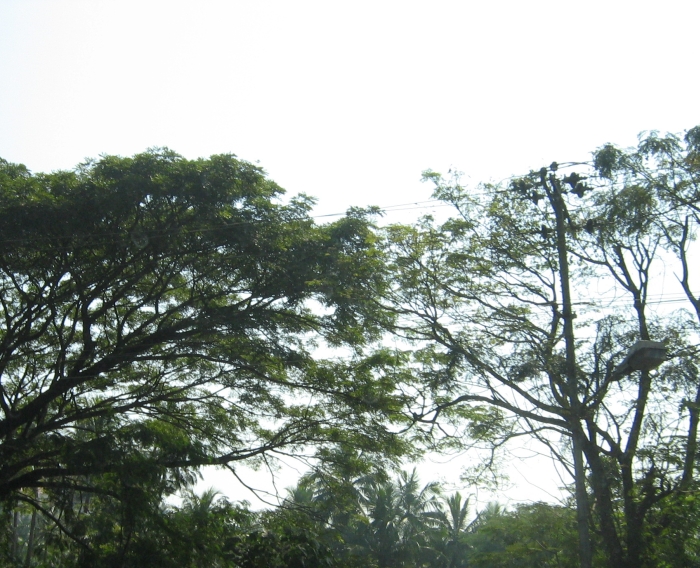 Rain tree, coconut trees and other trees