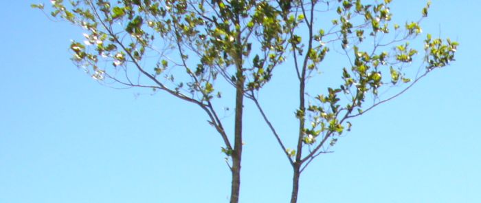 Sky and a couple of twigs