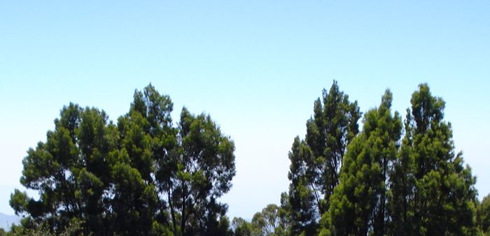 Tall bushes profiling the blue sky