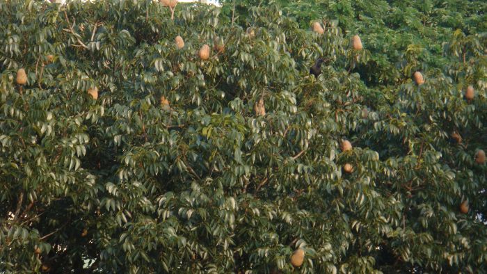 Tree top with plenty of nice tiny fruits