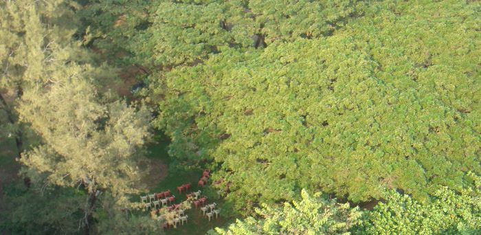 Tree tops and chairs below
