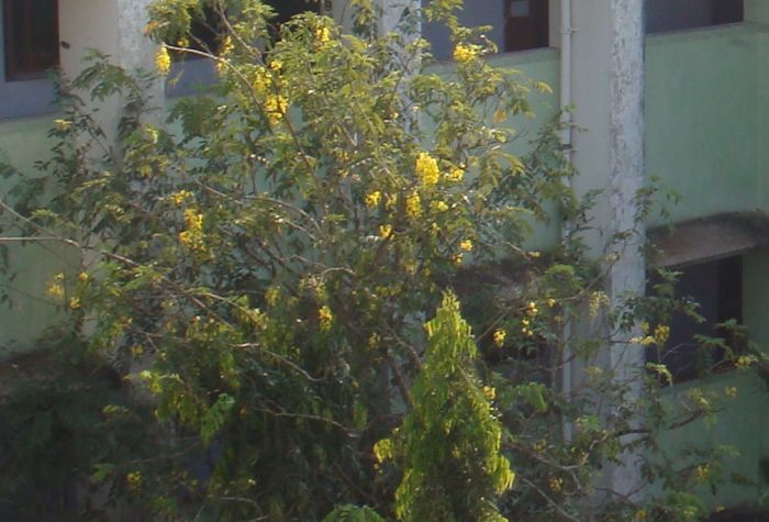 Tree with yellow flowers
