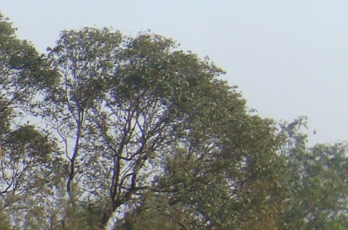 Trees reaching the sky?