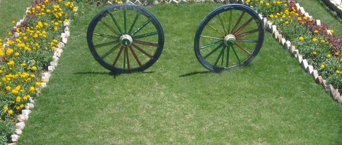 Yellow flowers, grass and a couple of wheels