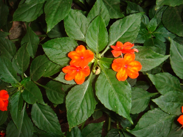 Orange Balsam Flowers Photos