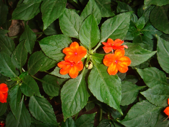 Orange balsam flowers