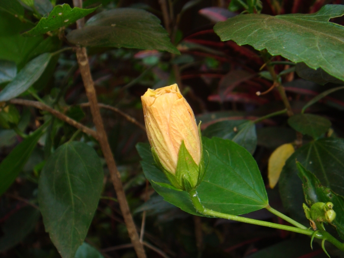 Orange shoe flower bud
