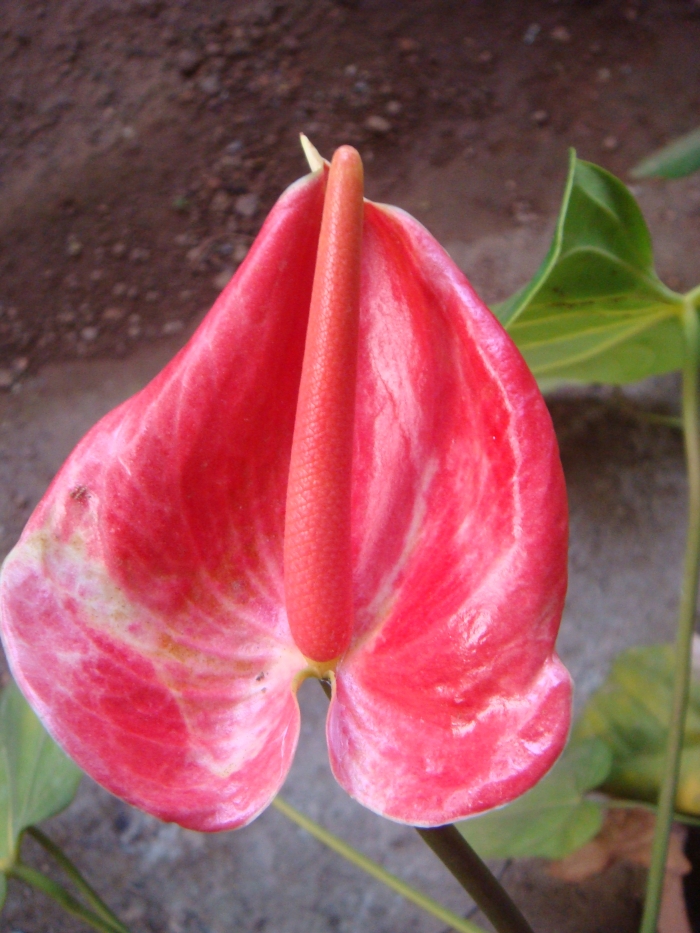 Anthurium andraeanum flower