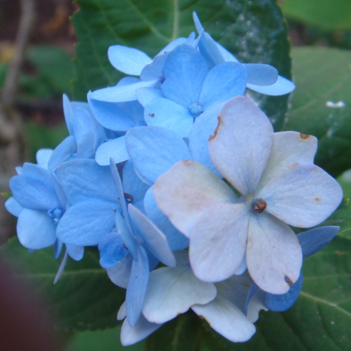 Blue hydranchee flowers