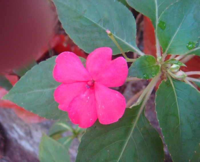 Bright pink balsam flower