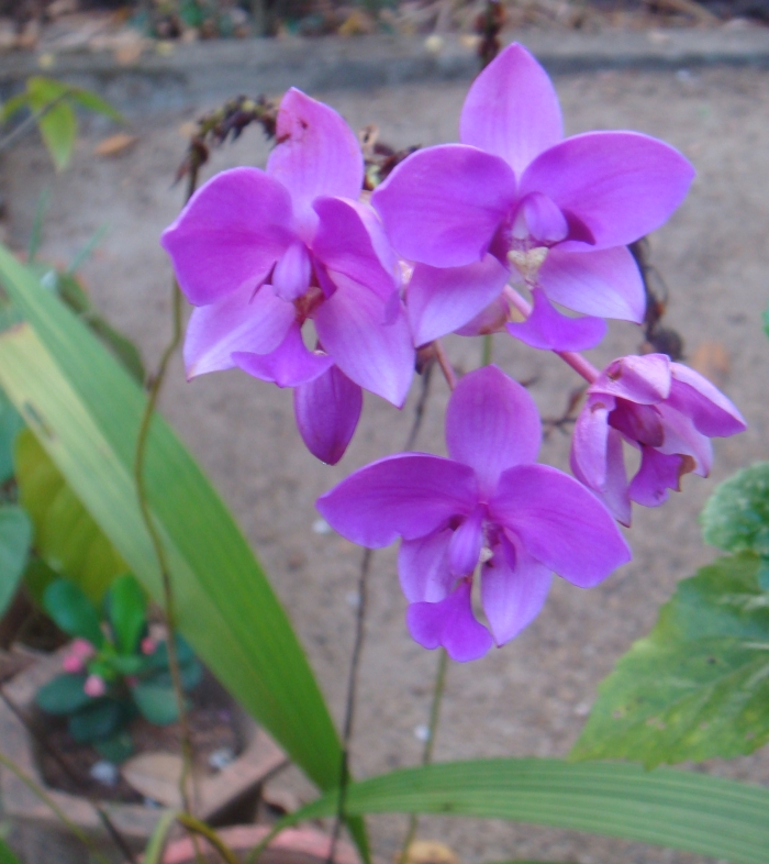 Violet gladiola flowers