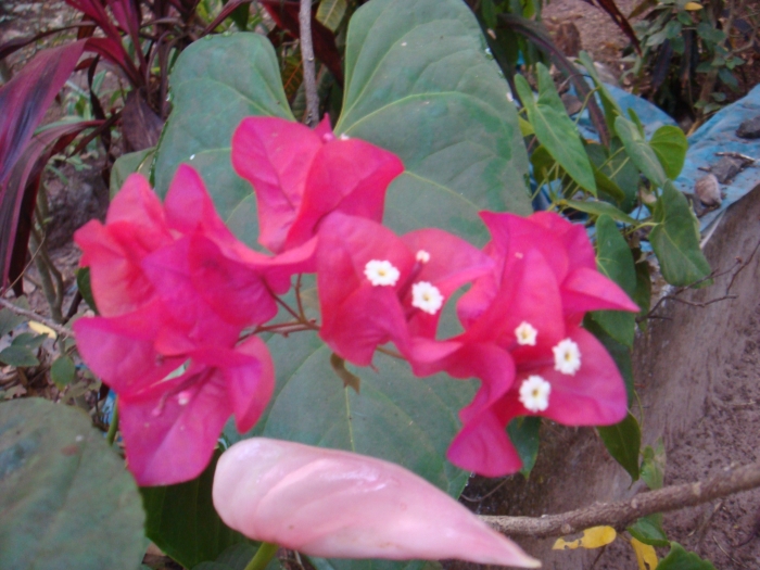 Pink bougainvilla flowers