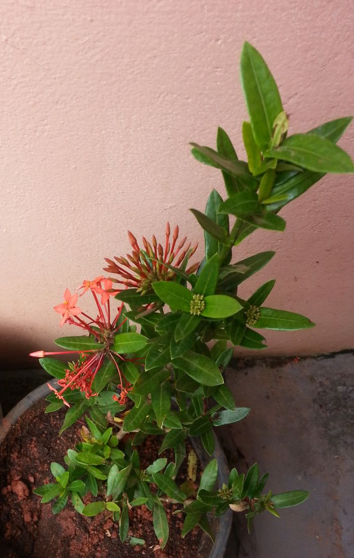 Ixora coccinea - reddish color