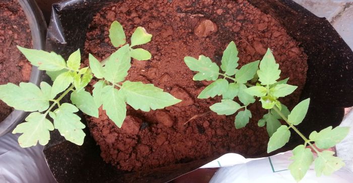 Tomato plant saplings