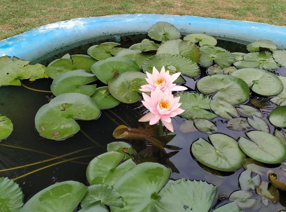 Water lily (Nymphaea nouchali)