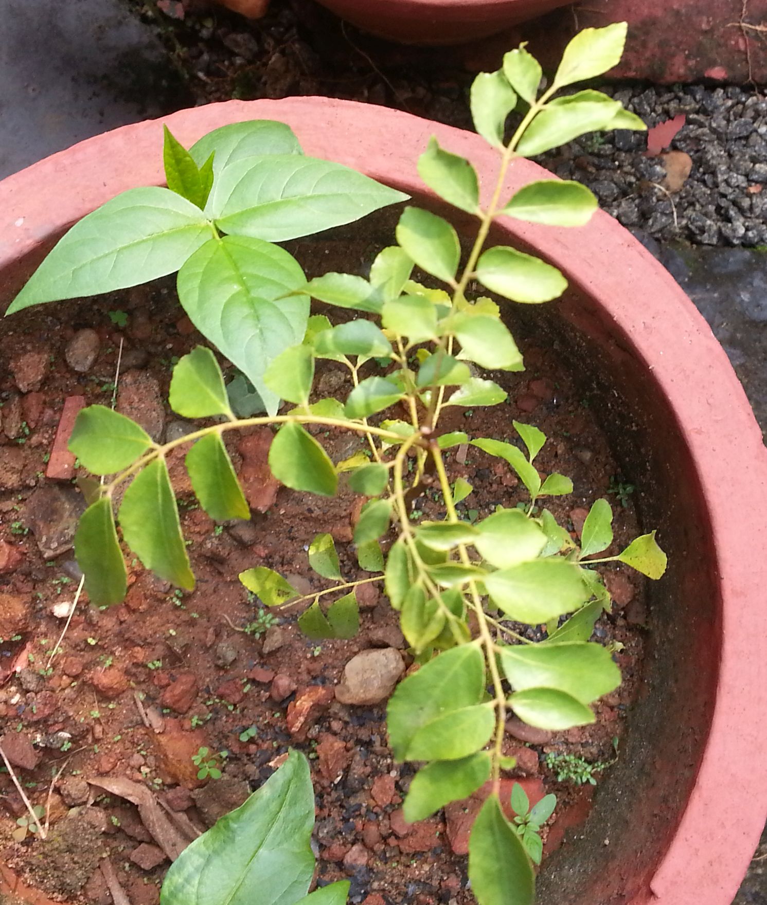 Curry leaves (Murraya koenigii)