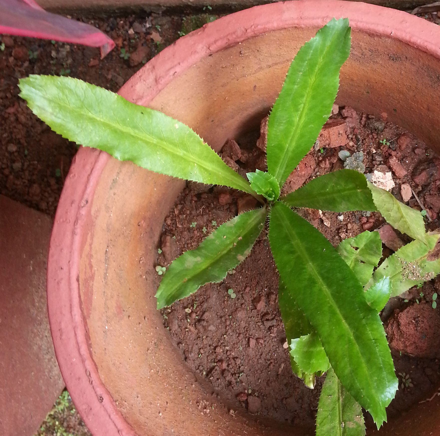 African coriander (Eryngium foetidum)