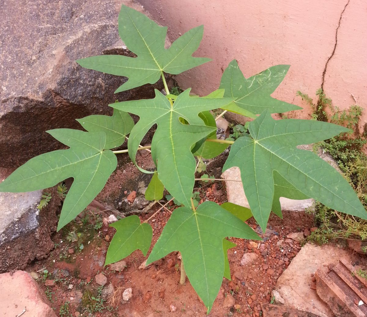 Papaya plant (Carica papaya)