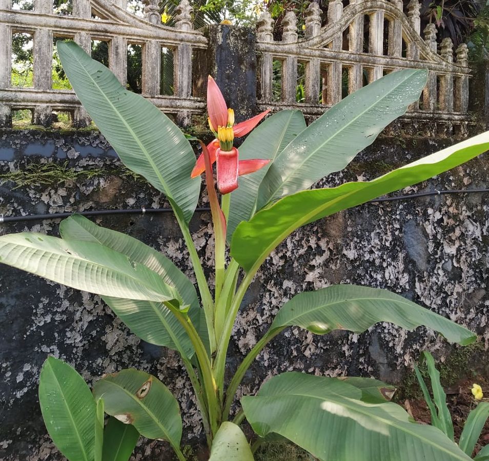 Flowering banana (Musa ornata)