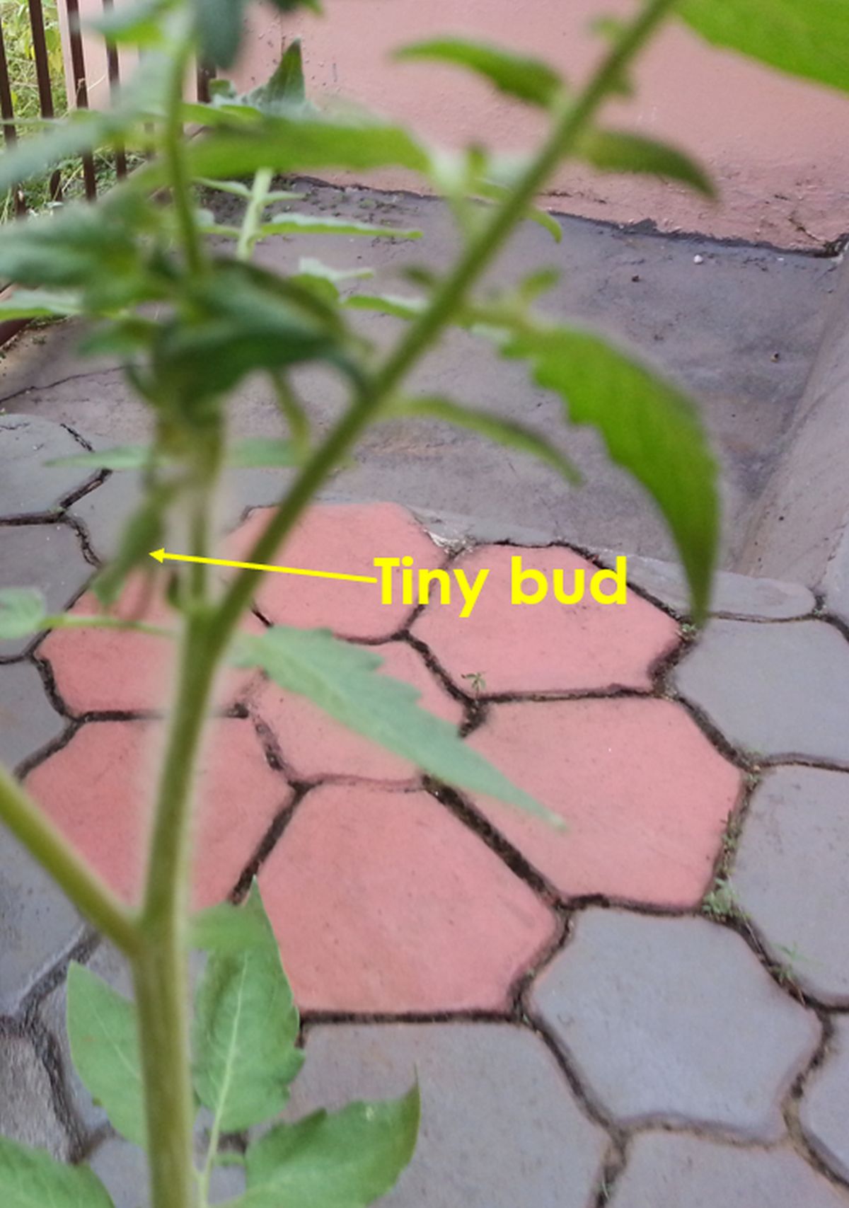 Tomato flower bud (Solanum lycopersicum)