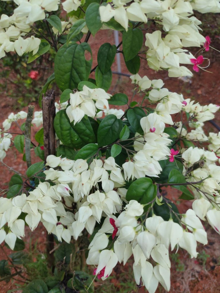 Bleeding heart vine (Clerodendrum thomsoniae)