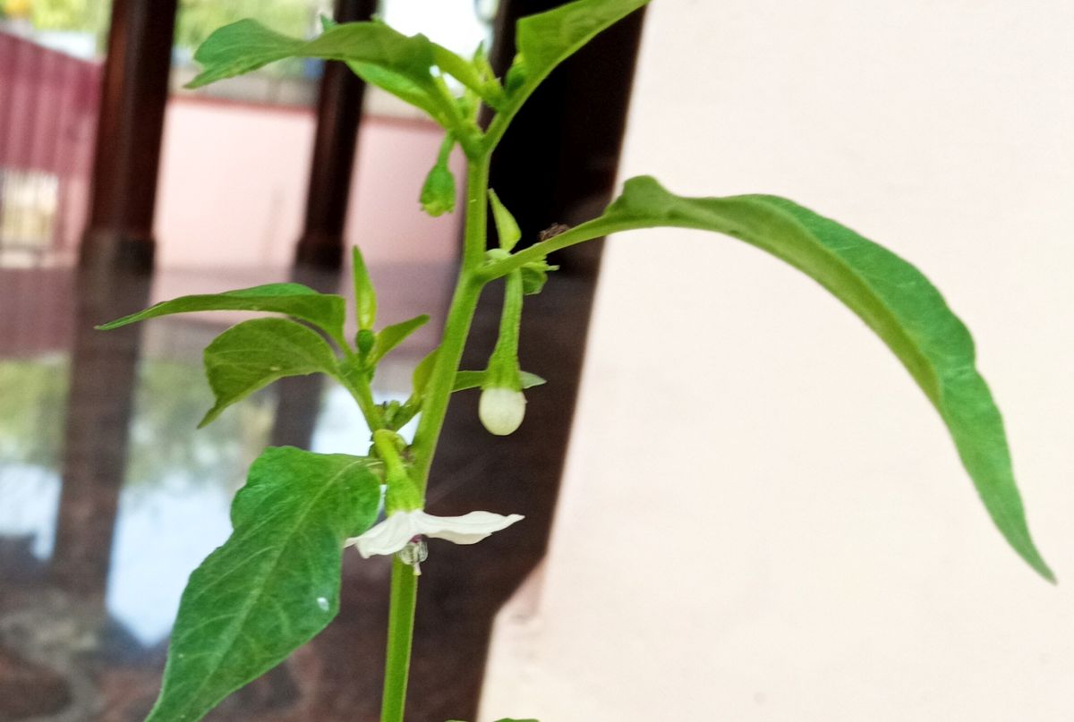 Chili plant (Capsicum annuum) flowering