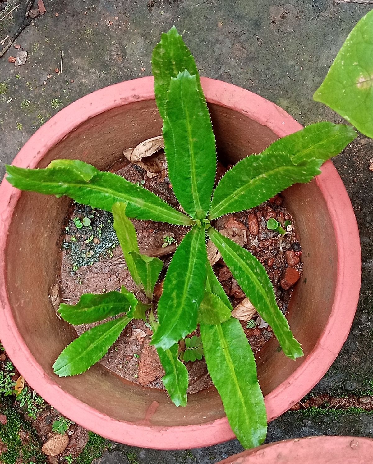 Mexican coriander (Eryngium foetidum) update