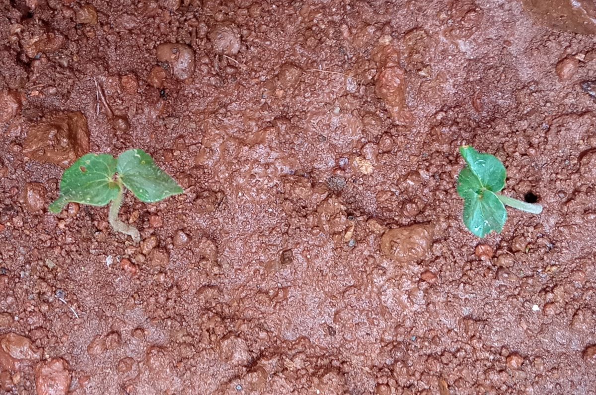 Okra (Abelmoschus esculentus) seeds germinating