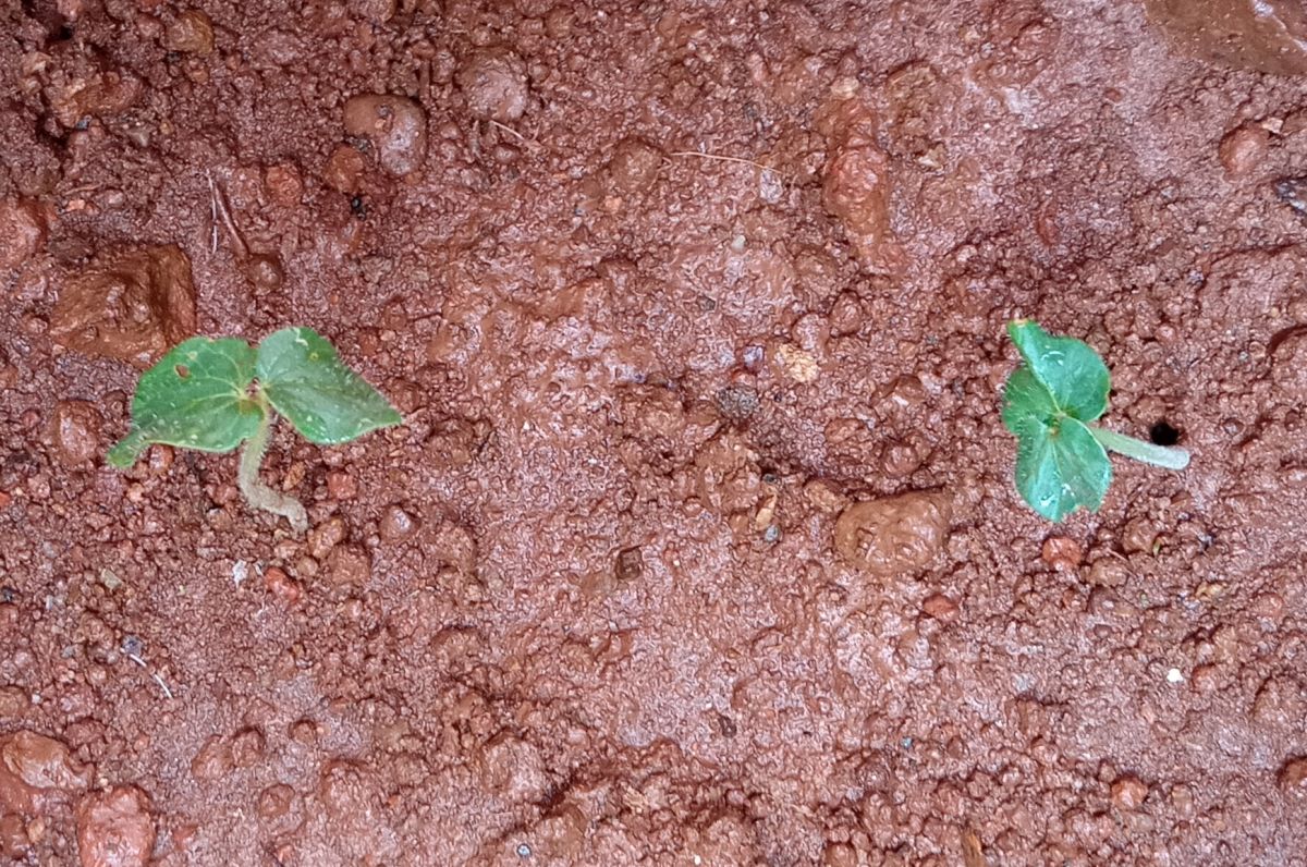 Okra (Abelmoschus esculentus) seeds germinating