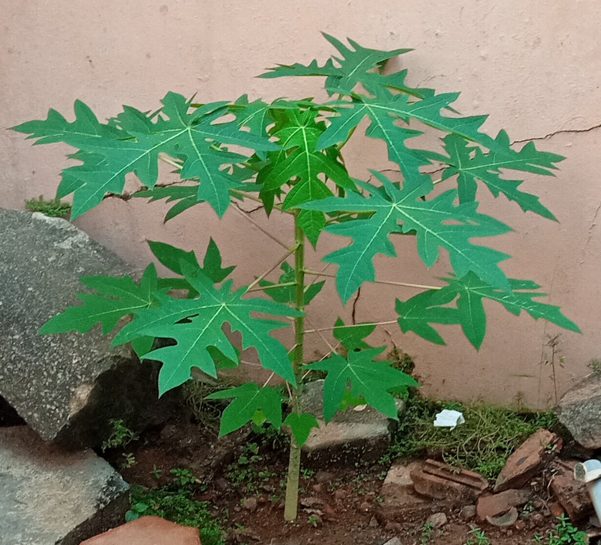 Papaya plant (Carica papaya) growing