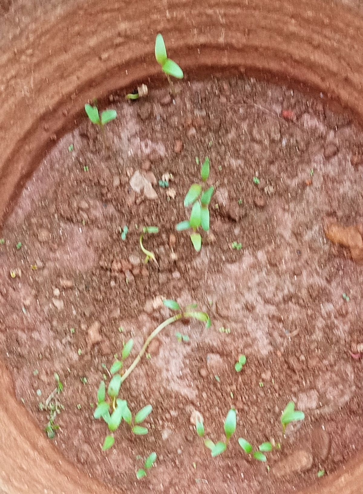 Spinach seeds germinating (Spinacia oleracea)
