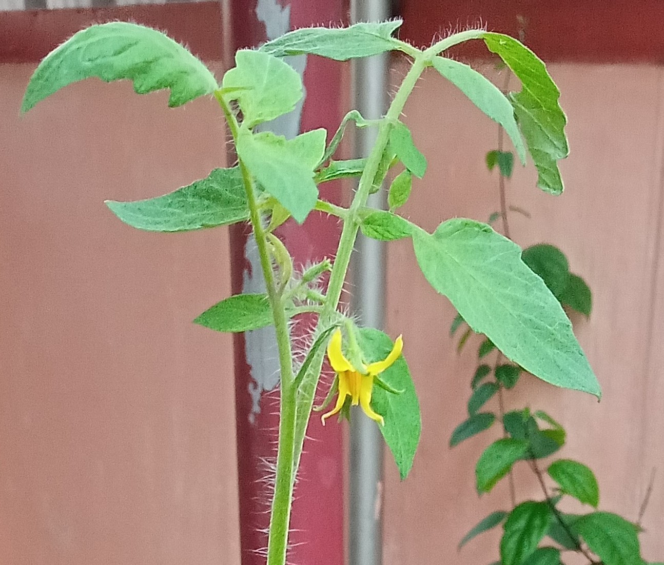 Tomato flower (Solanum lycopersicum)