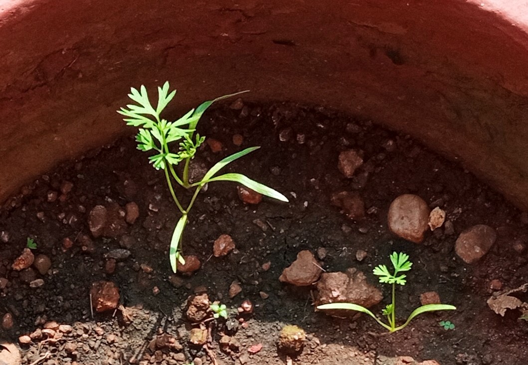 Carrot saplings (Daucus carota subsp. sativus) growing