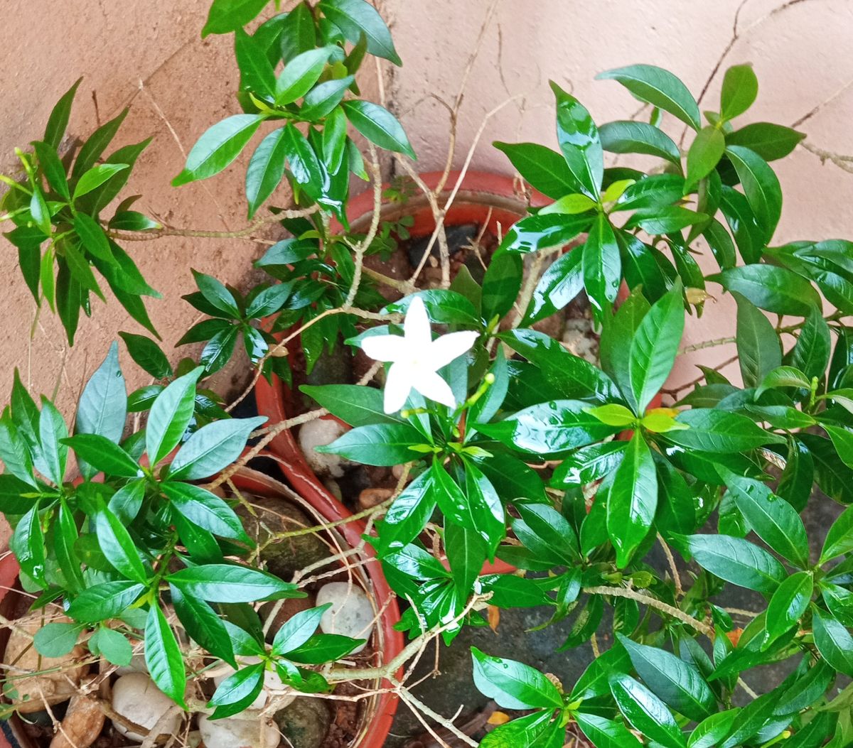 Crape Jasmine flower (Tabernaemontana divaricata)