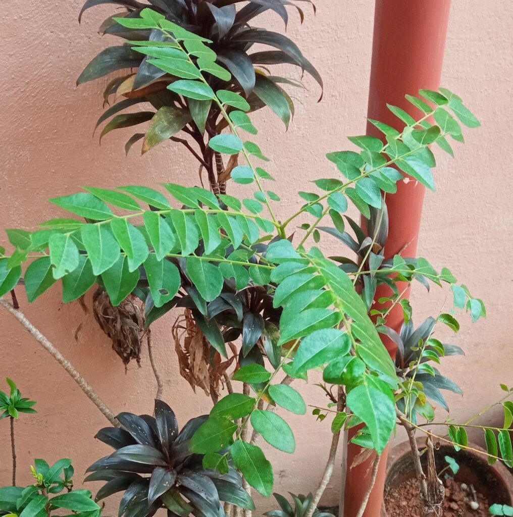 Curry leaves (Murraya koenigii) ready for a mini harvest