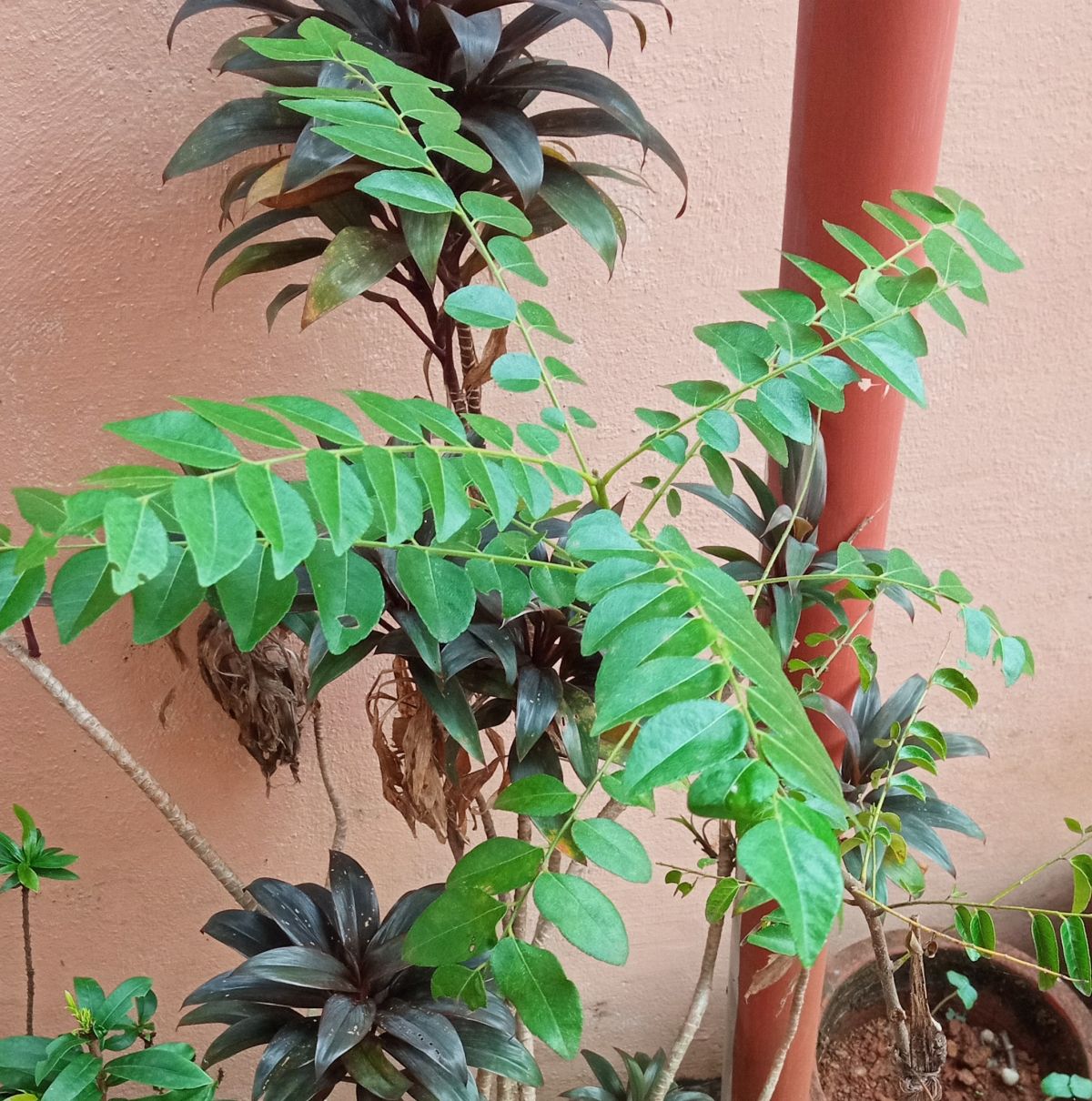 Curry leaves (Murraya koenigii) ready for a mini harvest