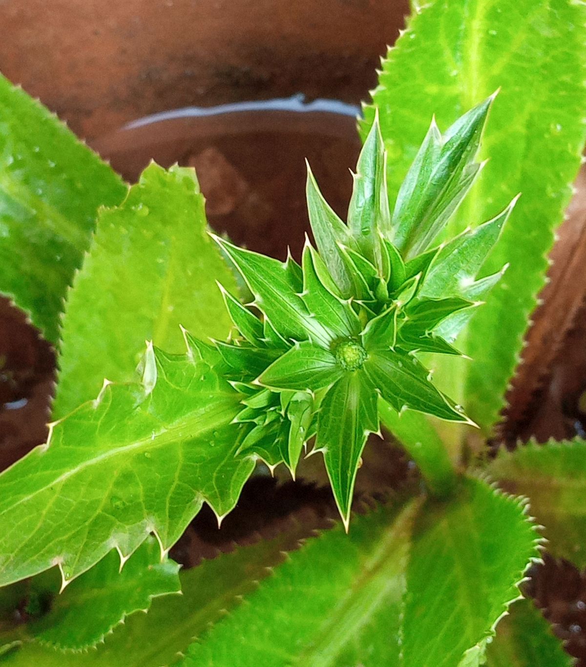 Mexican coriander (Eryngium foetidum) developing inflorescence