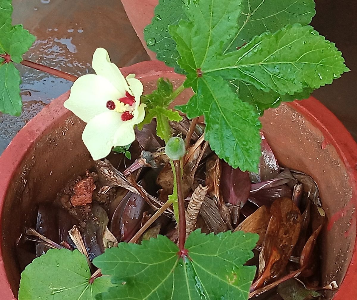 Okra (Abelmoschus esculentus) flower and fruit