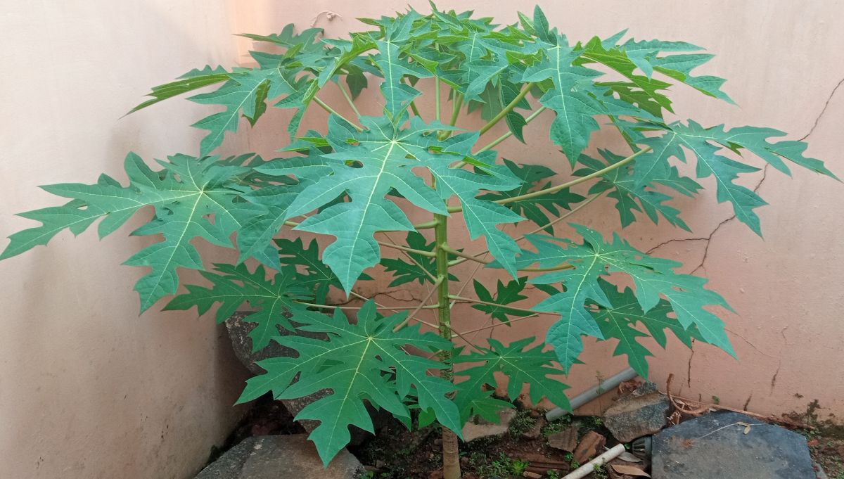 Papaya plant (Carica papaya) growing stronger