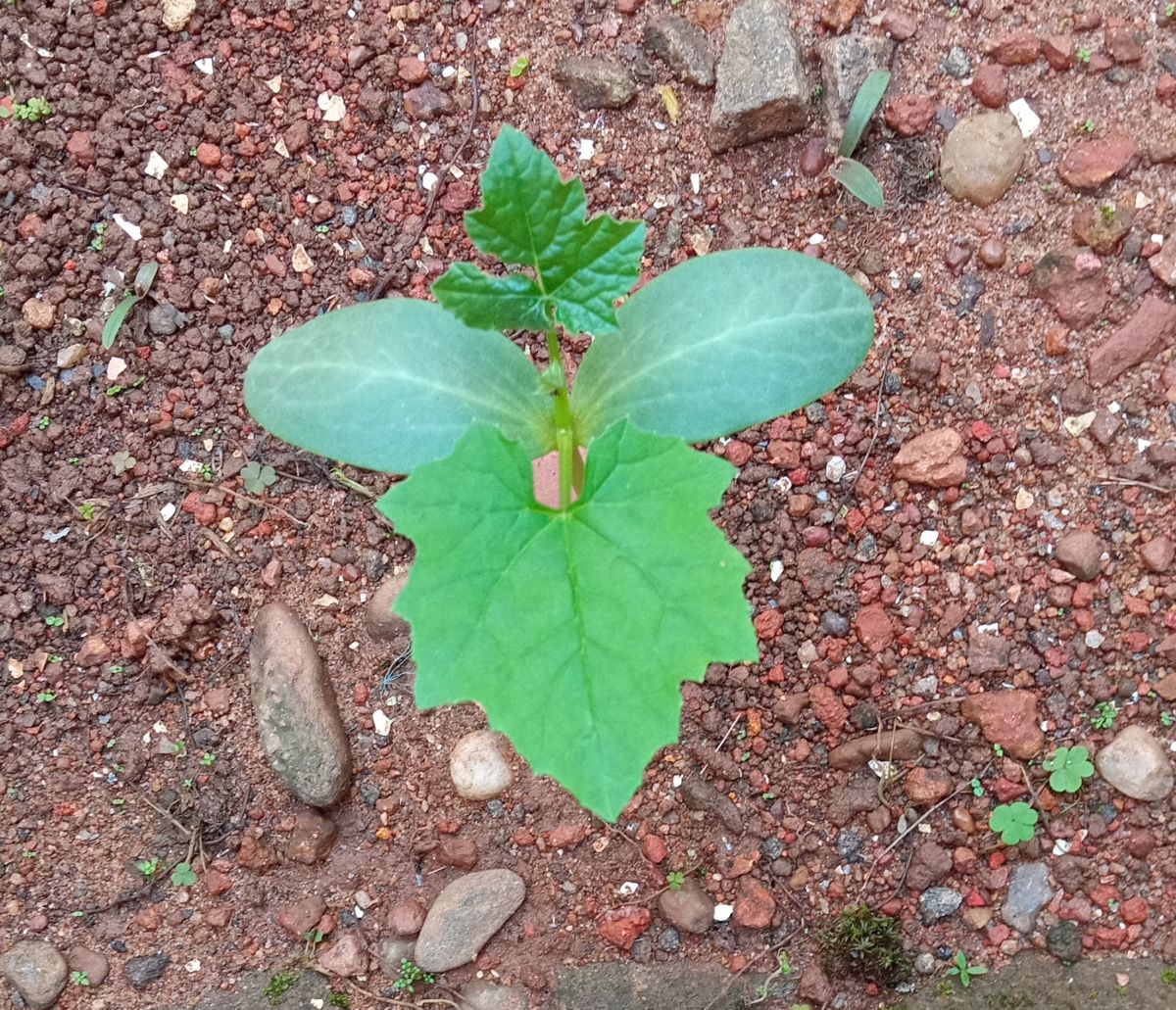 Ridge gourd (Luffa acutangula) sapling growing