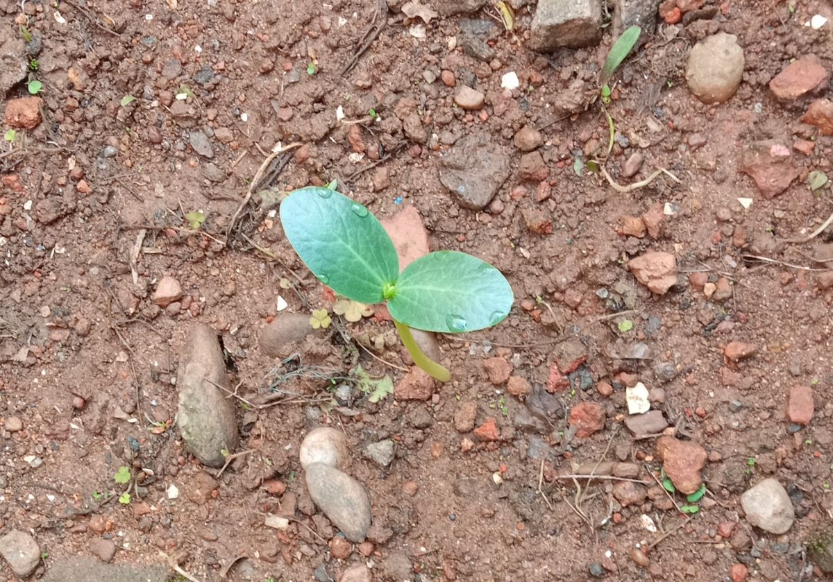 Ridge gourd (Luffa acutangula) sapling