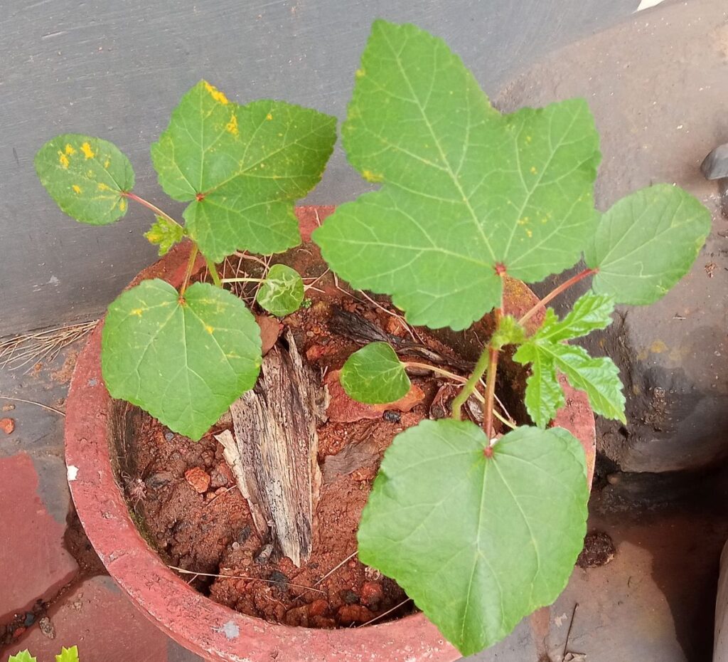 Okra (Abelmoschus esculentus) plants growing further