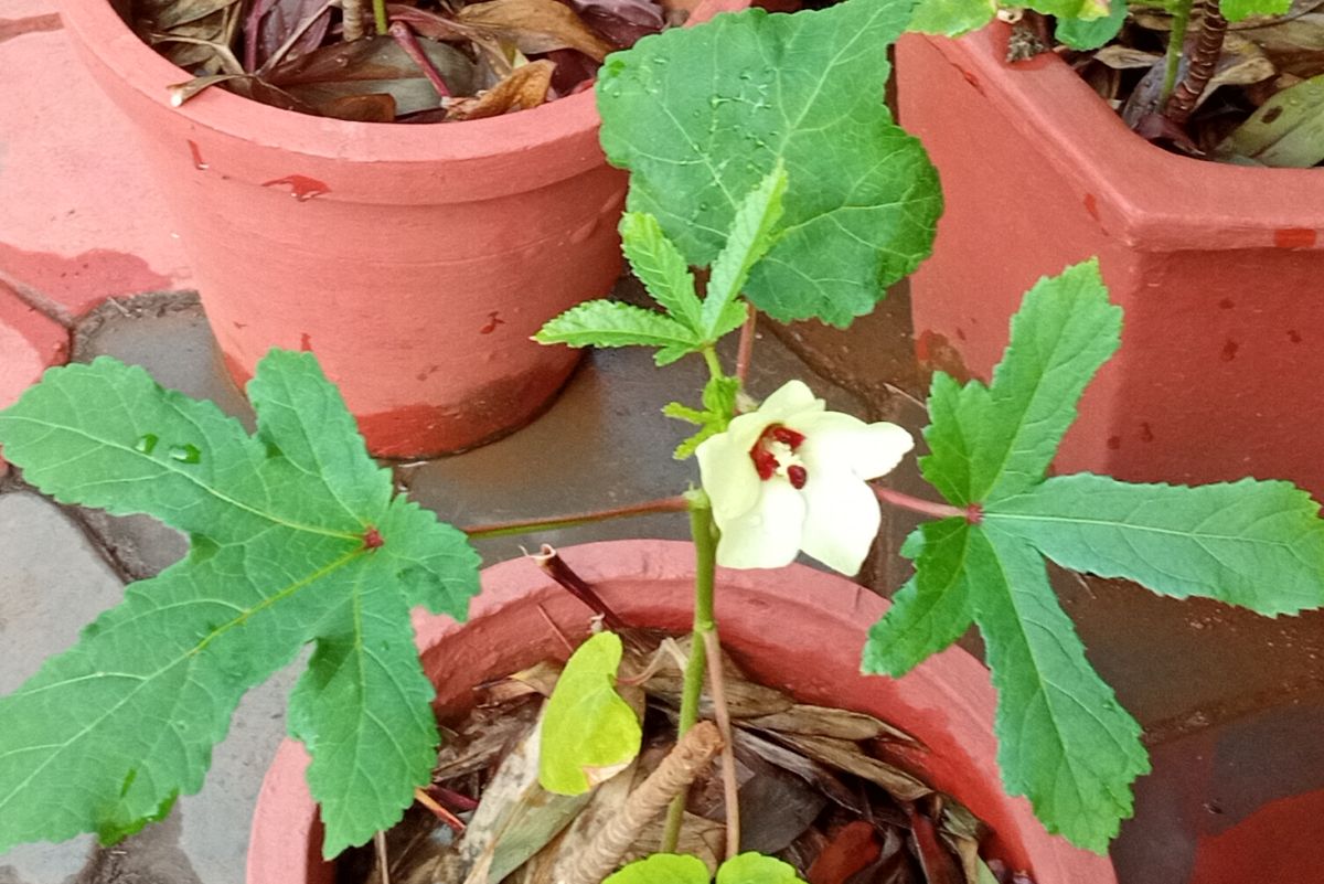 Okra (Abelmoschus esculentus) flower